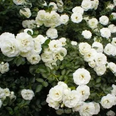 vals-main-392370