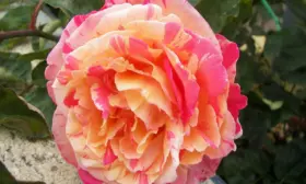 variegata-di-barni-1-398318