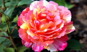 variegata-di-barni-2-398318
