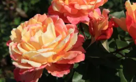variegata-di-barni-3-398318