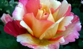 variegata-di-barni-5-398318