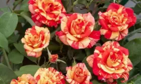 variegata-di-barni-6-398318