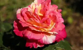 variegata-di-barni-main-398318