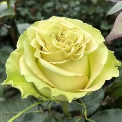 vasabi-main-386675