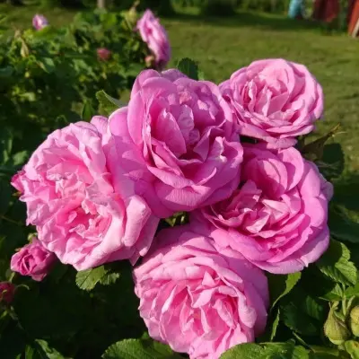 vasageyming-6-390331
