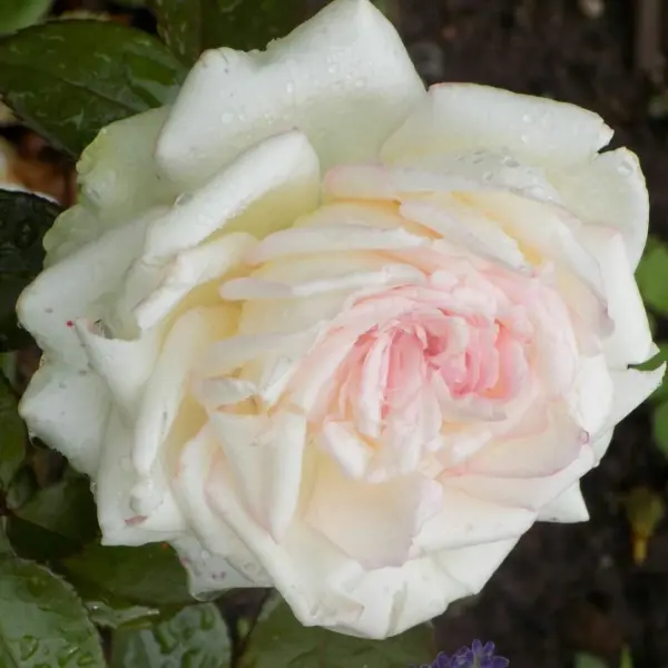 vayt-pink-1-391150