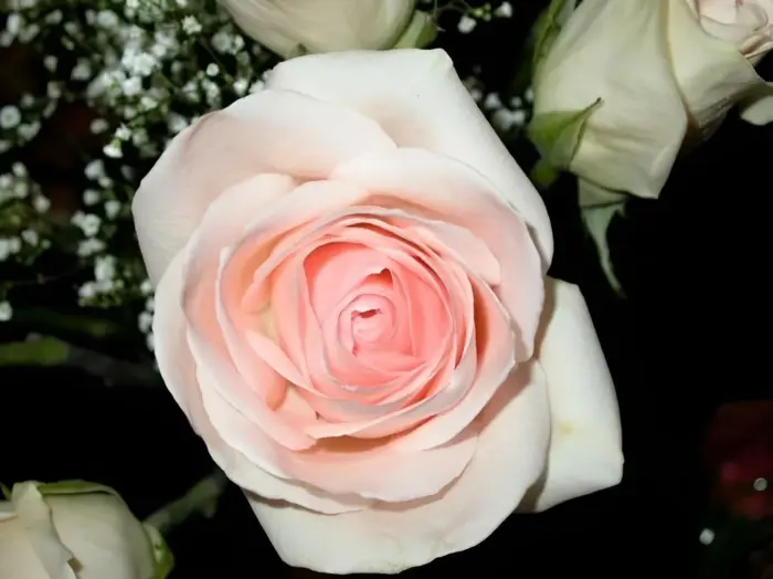 vayt-pink-2-391150