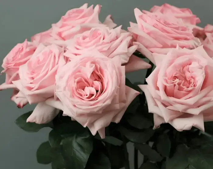 vayt-pink-3-391150