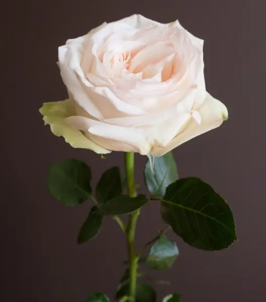 vayt-pink-4-391150