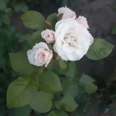 vayt-pink-6-391150