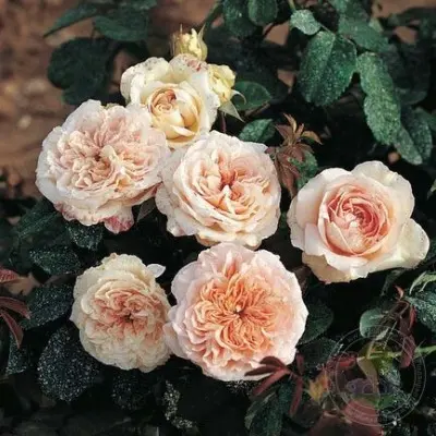 veronika-b-main-395920