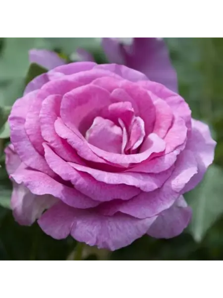 viola-2-387787