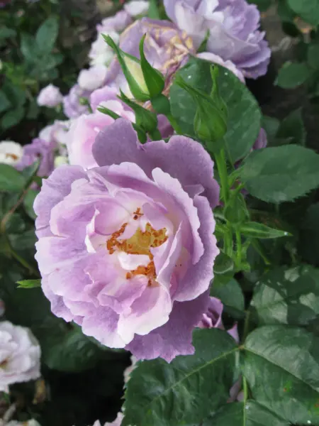 viola-3-387787