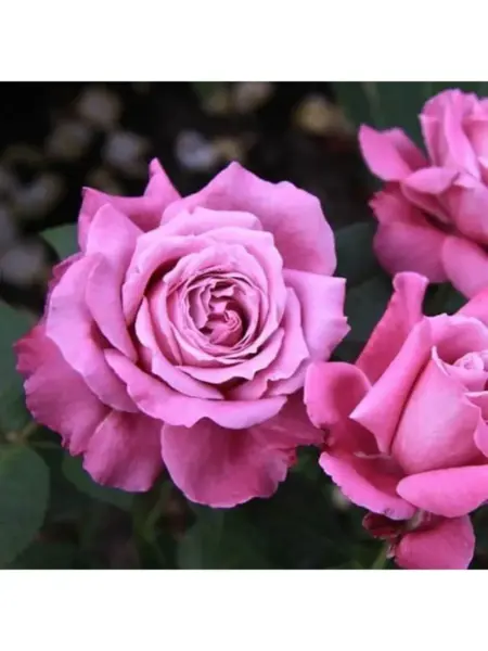 violet-parfyum-3-389937