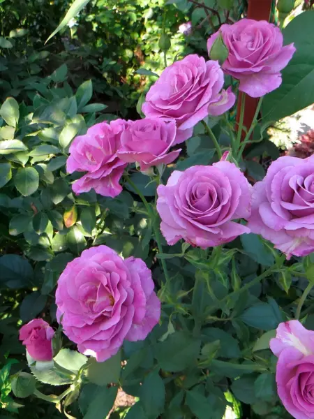 violet-parfyum-4-389937