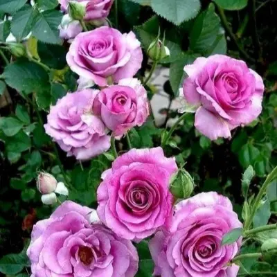 violet-parfyum-5-389937