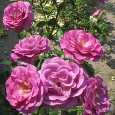 violet-parfyum-6-389937