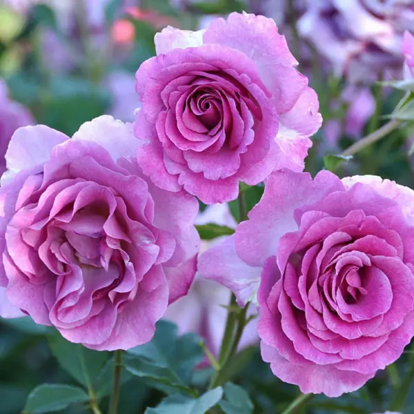 violet-parfyum-main-389937