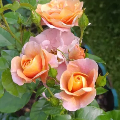 vmeste-navsegda-tugeze-foreve-6-392625