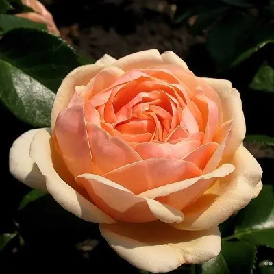 yors-in-kontinent-frendship-4-386681