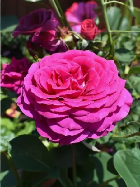 yurianda-1-384147