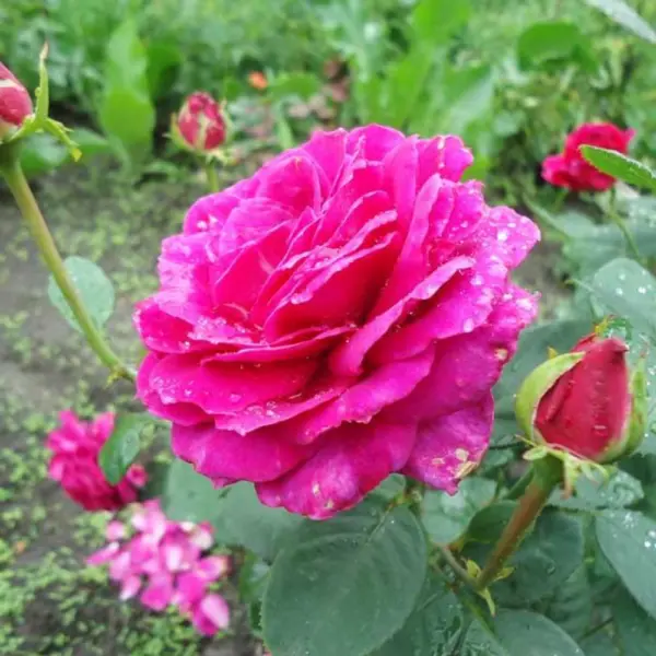 yurianda-2-384147