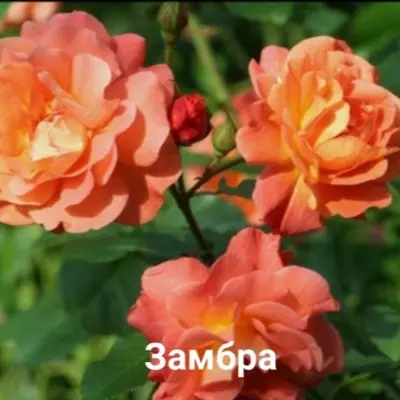 zambra-6-393674