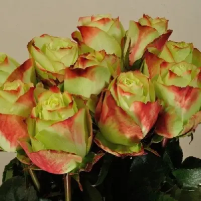 zazu-2-380463