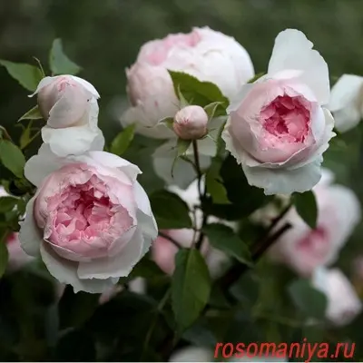 ze-vedzhvud-rouz-main-373885