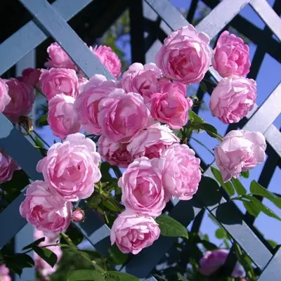 zhasmina-4-399511