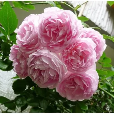 zhasmina-8-399511