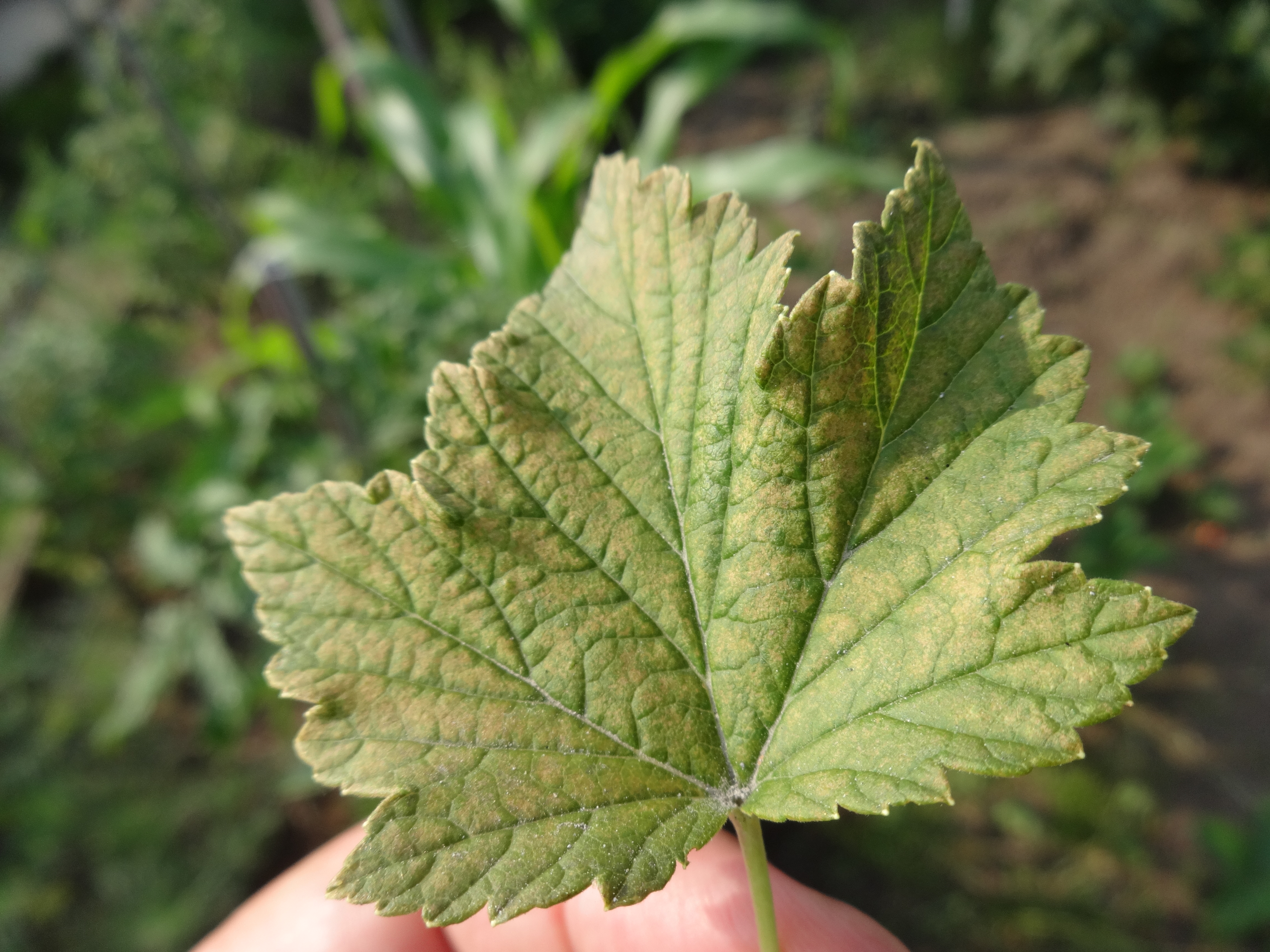 Что с листьями у чёрной смородины? — Вопросы и ответы на Ferma.expert