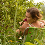 Яровой чеснок: посадка весной, выращивание и уход, маленькие хитрости, которые могут помочь начинающим фермерам
